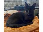 Adopt Carter a Domestic Short Hair