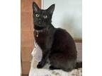 Adopt Mr. T a Domestic Short Hair