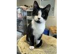 Adopt Wendell a Tuxedo, Domestic Short Hair