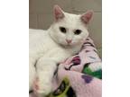 Adopt JUDD a Domestic Short Hair