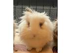 Adopt Blossom-Bonded to Buttercup and Bubbles a Netherland Dwarf