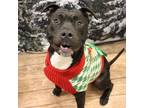 Adopt Phantom A0054543803 a Mixed Breed, Pit Bull Terrier