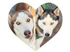 Adopt Creamsicle and Willow a Siberian Husky