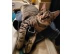 Adopt Shadow (tabby) (& Dollface) bonded a Domestic Short Hair