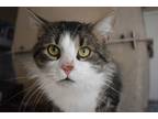 Adopt Oakley Sutherly a Domestic Short Hair