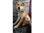 Adopt Meatball a German Shepherd Dog, Labrador Retriever