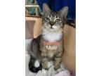 Adopt Timmie a Domestic Medium Hair