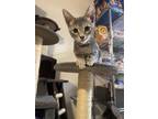 Adopt Yarpen a Domestic Short Hair, Tabby