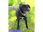 Adopt PRANCER a Wirehaired Terrier