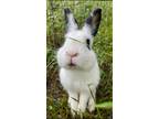 Adopt Kipper a Bunny Rabbit