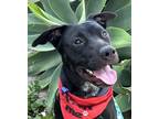 Adopt Jax Amelia a Labrador Retriever, German Shepherd Dog