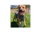 Adopt Almond a Shepherd, Boxer