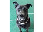 Adopt Scoob-Bear a German Shepherd Dog, American Staffordshire Terrier