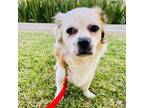 Adopt Clark a Shih Tzu, Japanese Chin