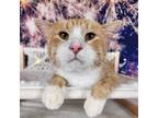 Adopt Fern a Tabby, American Bobtail