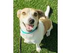 Adopt Benjamin a Beagle, Jack Russell Terrier