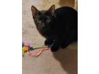 Adopt Shadow a Domestic Short Hair