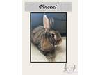 Adopt Vincent a Flemish Giant