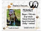 Adopt Peanut a Boxer, Pit Bull Terrier