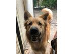 Adopt HARLEY a Golden Retriever, Collie