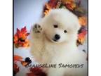 Samoyed Puppy for sale in Durant, OK, USA