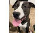 Adopt Meet Dachaal! a American Staffordshire Terrier