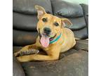 Adopt Chaz a Pit Bull Terrier, Mixed Breed