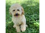 Aussiedoodle Puppy for sale in Greenwood, SC, USA