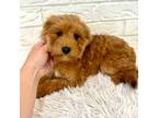 Cavapoo Puppy for sale in Greenwood, SC, USA
