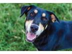 Adopt Percival a Black - with Brown, Red, Golden, Orange or Chestnut Husky dog