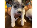Chihuahua Puppy for sale in Punta Gorda, FL, USA