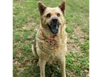 Adopt Princess Sparkle a Tan/Yellow/Fawn Canaan Dog / Chow Chow / Mixed dog in