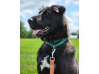 Adopt Walker a Black Labrador Retriever / Shar Pei / Mixed dog in Pequot Lakes