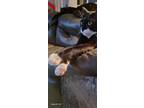 Adopt SLYVESTER a Domestic Shorthair (short coat) cat in Calimesa, CA (37319791)
