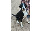 Adopt Redford a Black - with White Hound (Unknown Type) dog in Sharpsburg