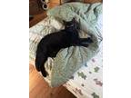 Adopt Inky a All Black Domestic Shorthair (short coat) cat in East Stroudsburg