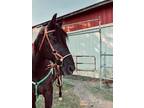 14 y/o TWH Gelding