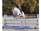 18.2 hand 11 y/o Gentle Giant schoolmaster safely does everything.