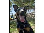 Adopt Scooby a Black - with Tan, Yellow or Fawn Shepherd (Unknown Type) / Mixed