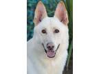 Adopt Dale von Dalberg a White German Shepherd Dog / Mixed dog in Los Angeles