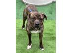 Adopt Timber a Brindle American Pit Bull Terrier / Mixed dog in Shohola