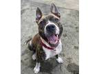 Adopt Hutchy a Brindle Mixed Breed (Large) / Mixed dog in Cincinnati