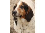 Adopt Wyatt a Tricolor (Tan/Brown & Black & White) Basset Hound / Mixed dog in