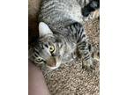 Adopt Monty a Domestic Shorthair / Mixed (short coat) cat in Seguin