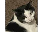 Adopt Sundae a White Domestic Shorthair / Mixed cat in Greenfield, IN (34874531)