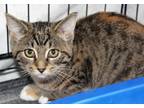 Adopt Jenni a Calico or Dilute Calico Domestic Shorthair (short coat) cat in