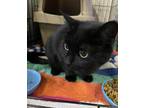 Adopt Salem a All Black Domestic Shorthair (short coat) cat in Akron