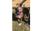 Adopt Creek a Brown/Chocolate Pit Bull Terrier / German Shorthaired Pointer dog