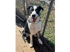 Adopt Spook a Tricolor (Tan/Brown & Black & White) Husky / Mixed dog in Catoosa