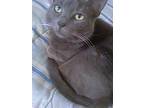 Adopt Jackson a Gray or Blue Domestic Shorthair (short coat) cat in Flintstone
